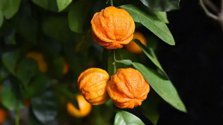 LF Citrus Aurantium extract.jpg